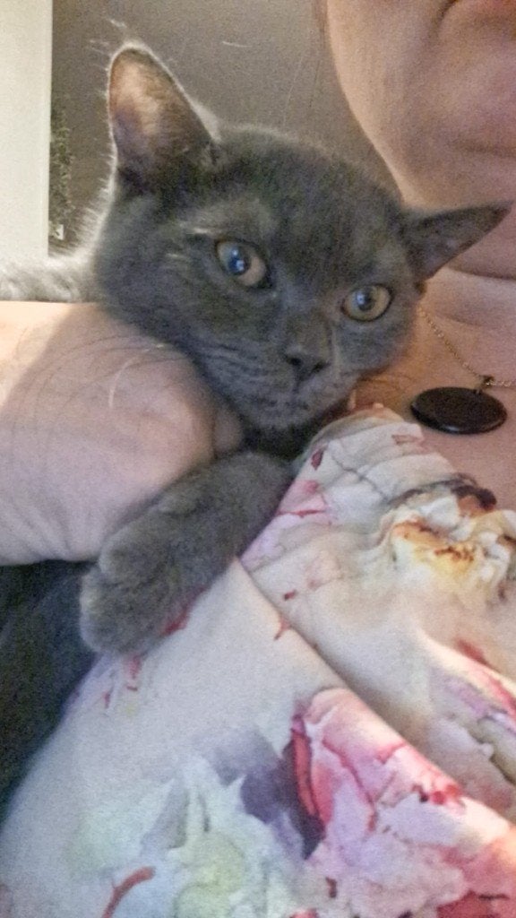 Britse katertje, Dieren en Toebehoren, Kater, Ontwormd, 0 tot 2 jaar