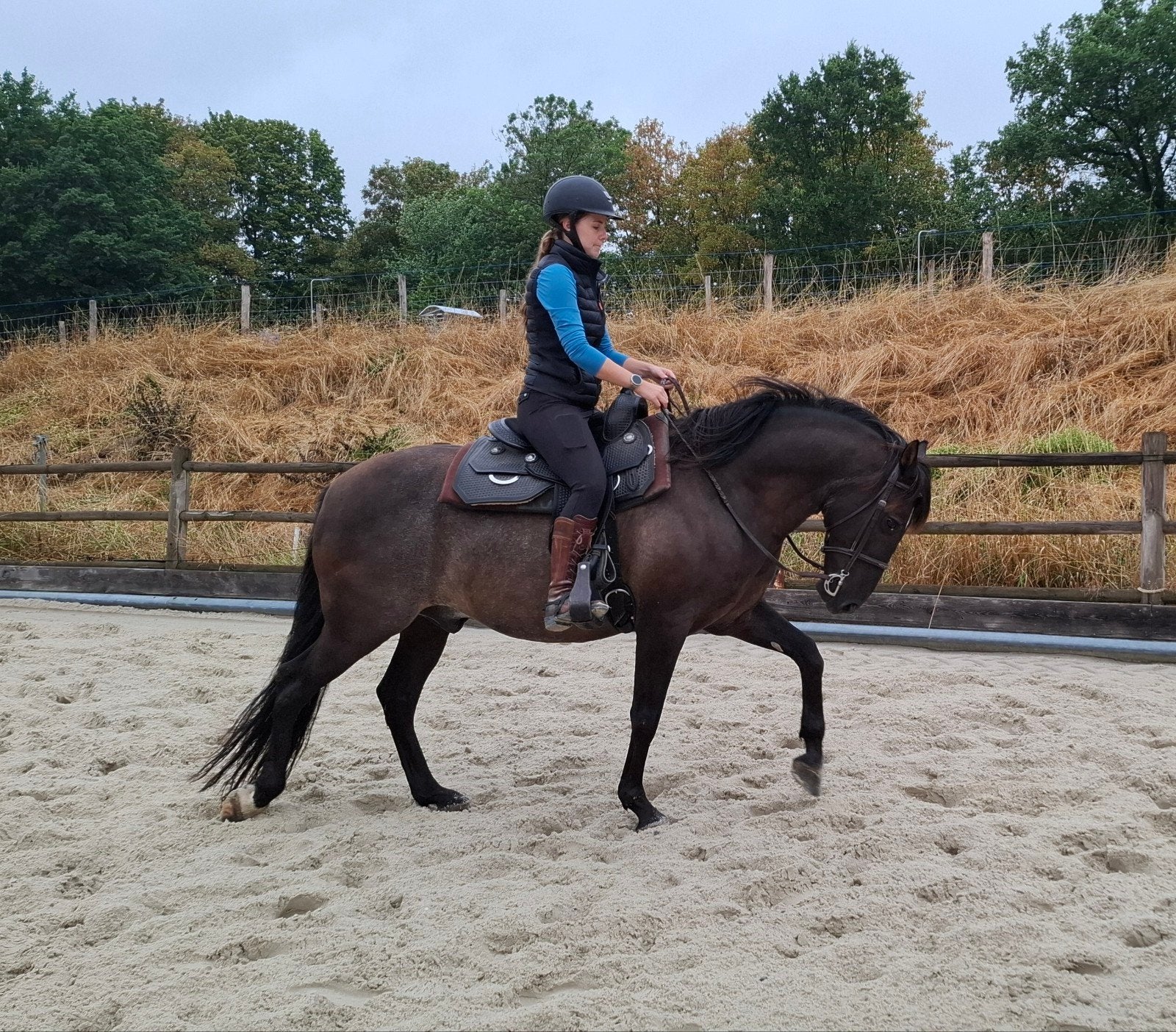 prachtige zwarte Andalusiër ruin (10 jaar) PRE, Dieren en Toebehoren, Paarden, Ruin, Minder dan 160 cm, Recreatiepaard, 7 tot 10 jaar