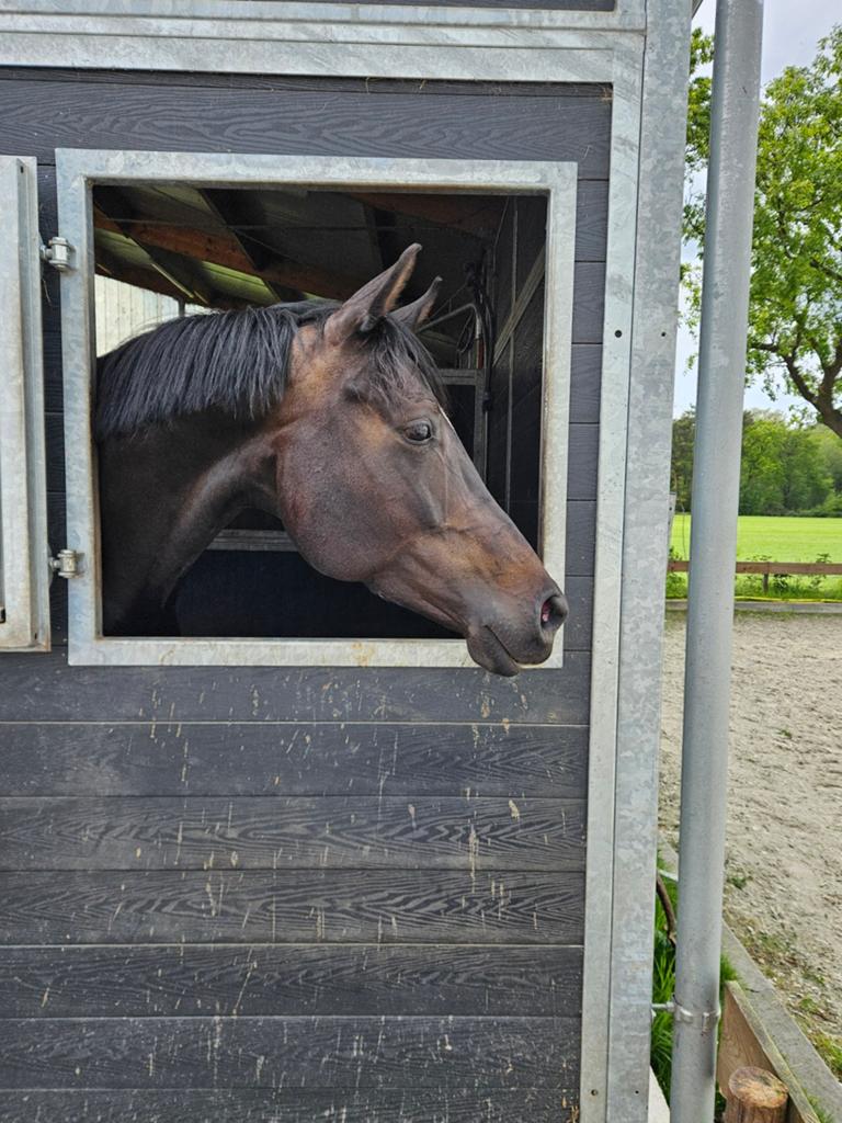 Fokmerrie te koop, Merrie