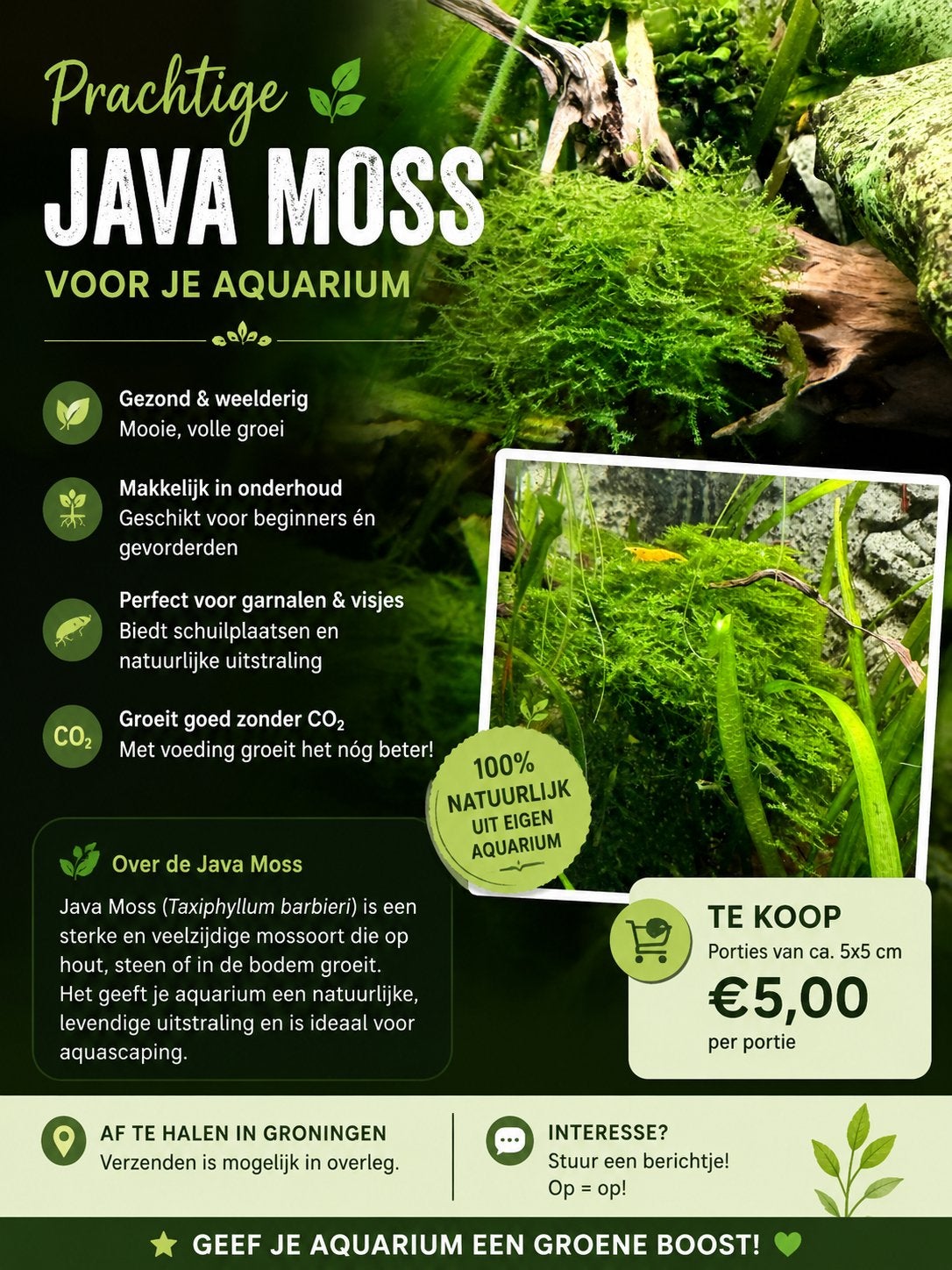 Javamos, Dieren en Toebehoren, Ophalen, Nieuw, Plant(en), Steen of Hout