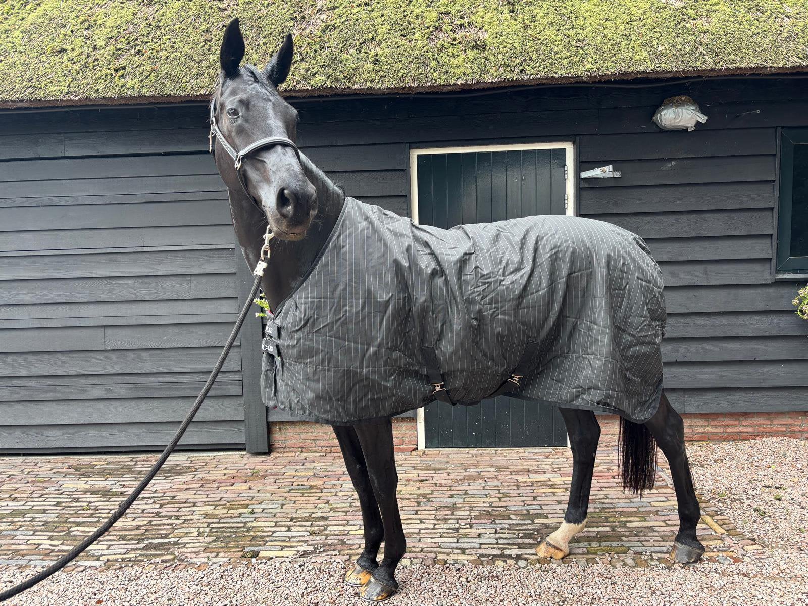 bucas stable extra 300g, maat 200, Bucas, Nieuw, Ophalen of Verzenden, Zwart