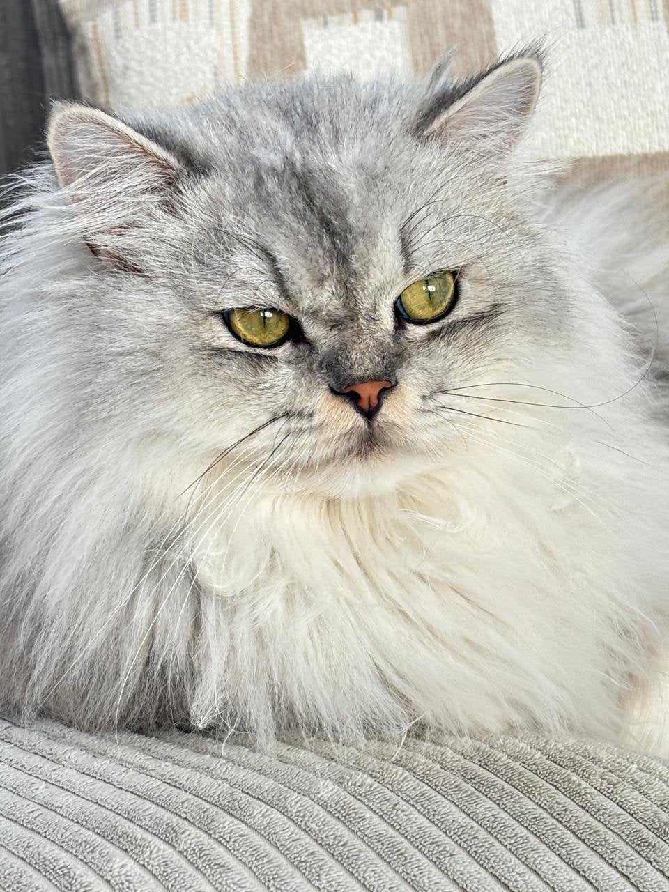 Britse Langhaar Kater Silver Shaded, Dieren en Toebehoren, Kater