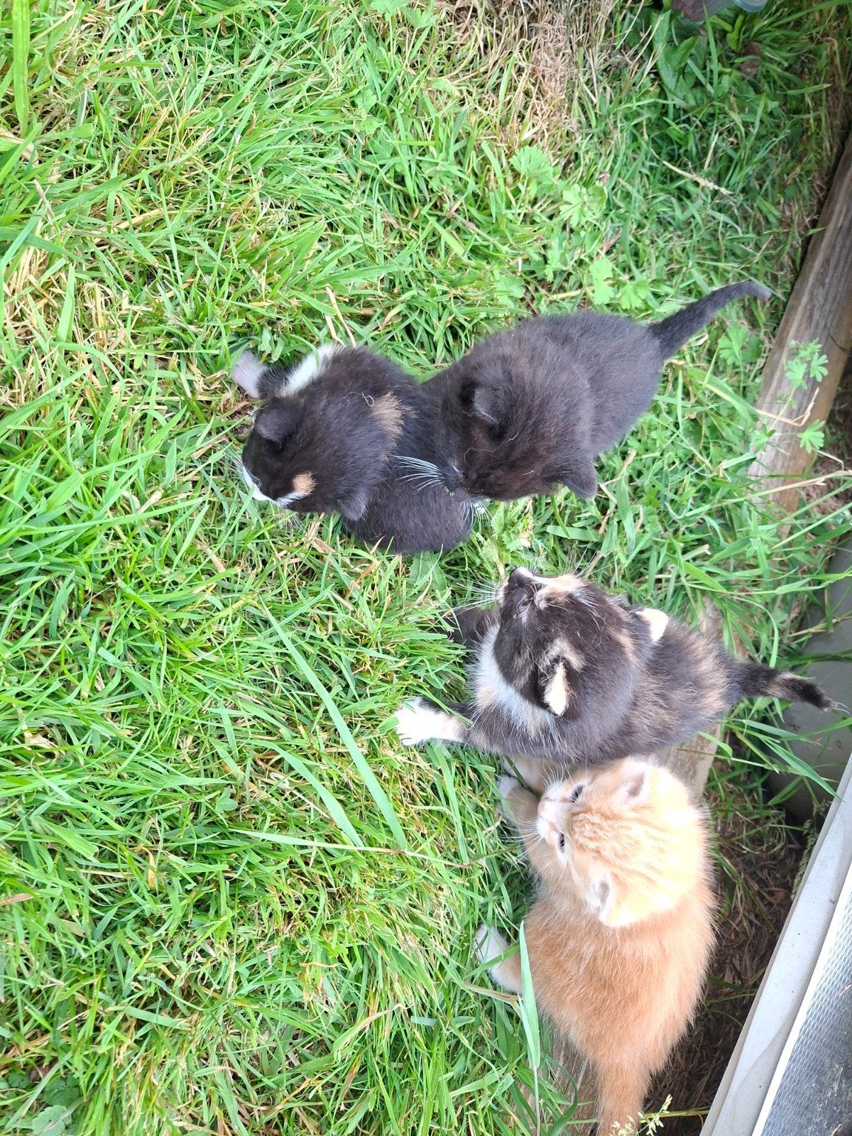 Boerderij katten, Dieren en Toebehoren, Katten en Kittens | Overige Katten