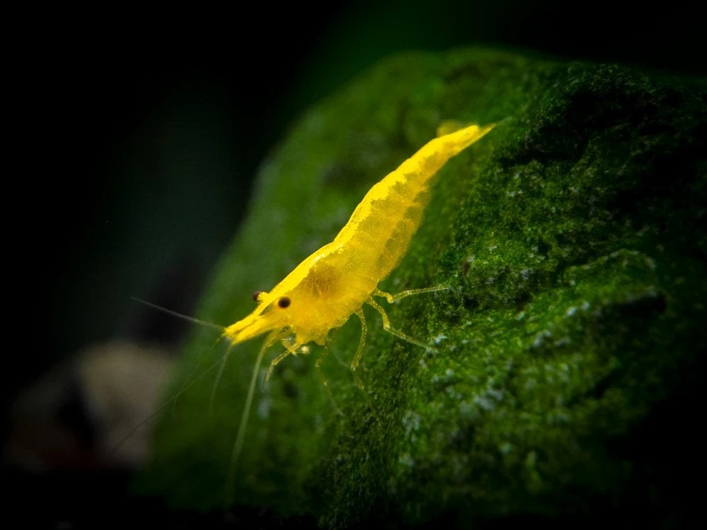 Prachtige Neocaridina “Yellow neon backstripe” garn, Kreeft, Krab of Garnaal