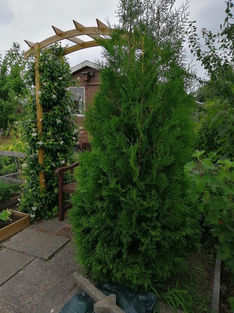 Mooie grote conifeer, Bloeit niet, Overige soorten, 100 tot 250 cm, Ophalen