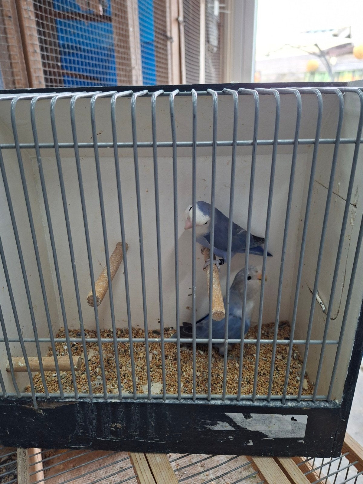 4 koppels colly's, Meerdere dieren, Parkiet