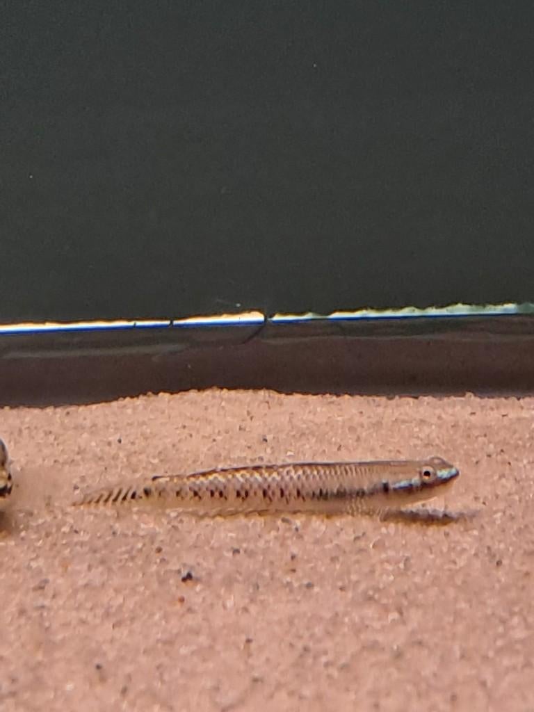 Regenboog grondel (Stiphodon ornatus), Dieren en Toebehoren, Vis, Zoetwatervis