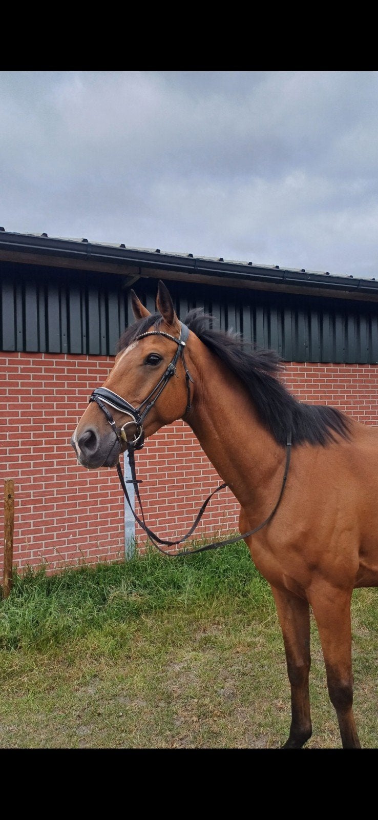 Lieve 7 jarige ruin, Ruin, Recreatiepaard
