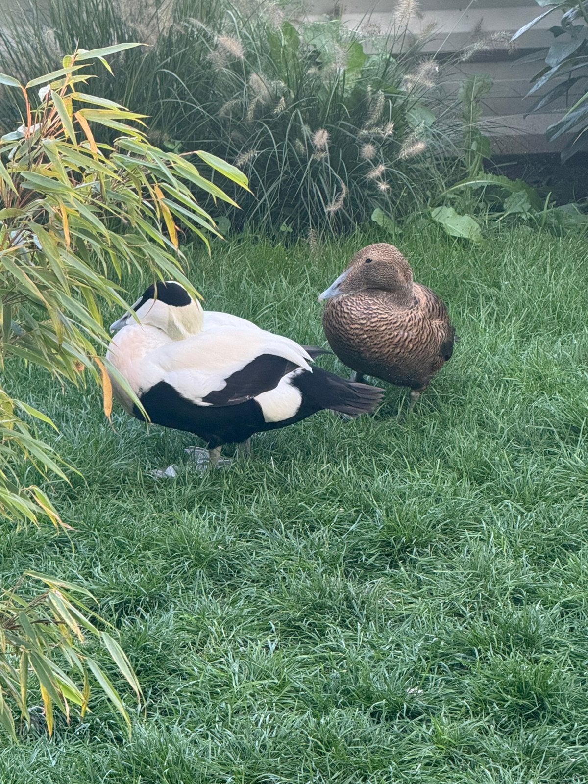 Te koop koppel eidereenden van 2020, Dieren en Toebehoren, Meerdere dieren, Eend