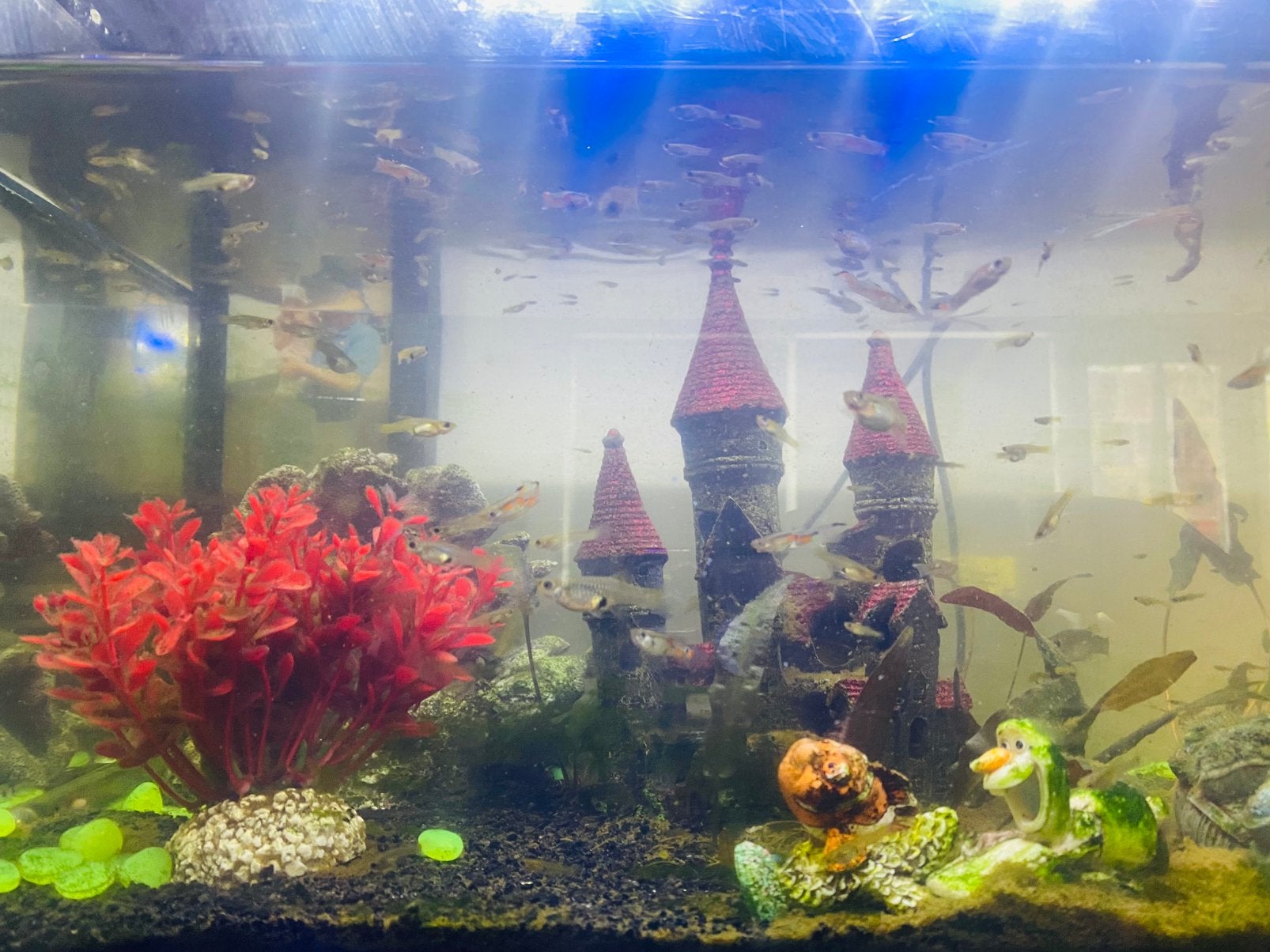 Aquarium compleet – €60, Ophalen of Verzenden, Zo goed als nieuw, Gevuld zoetwateraquarium