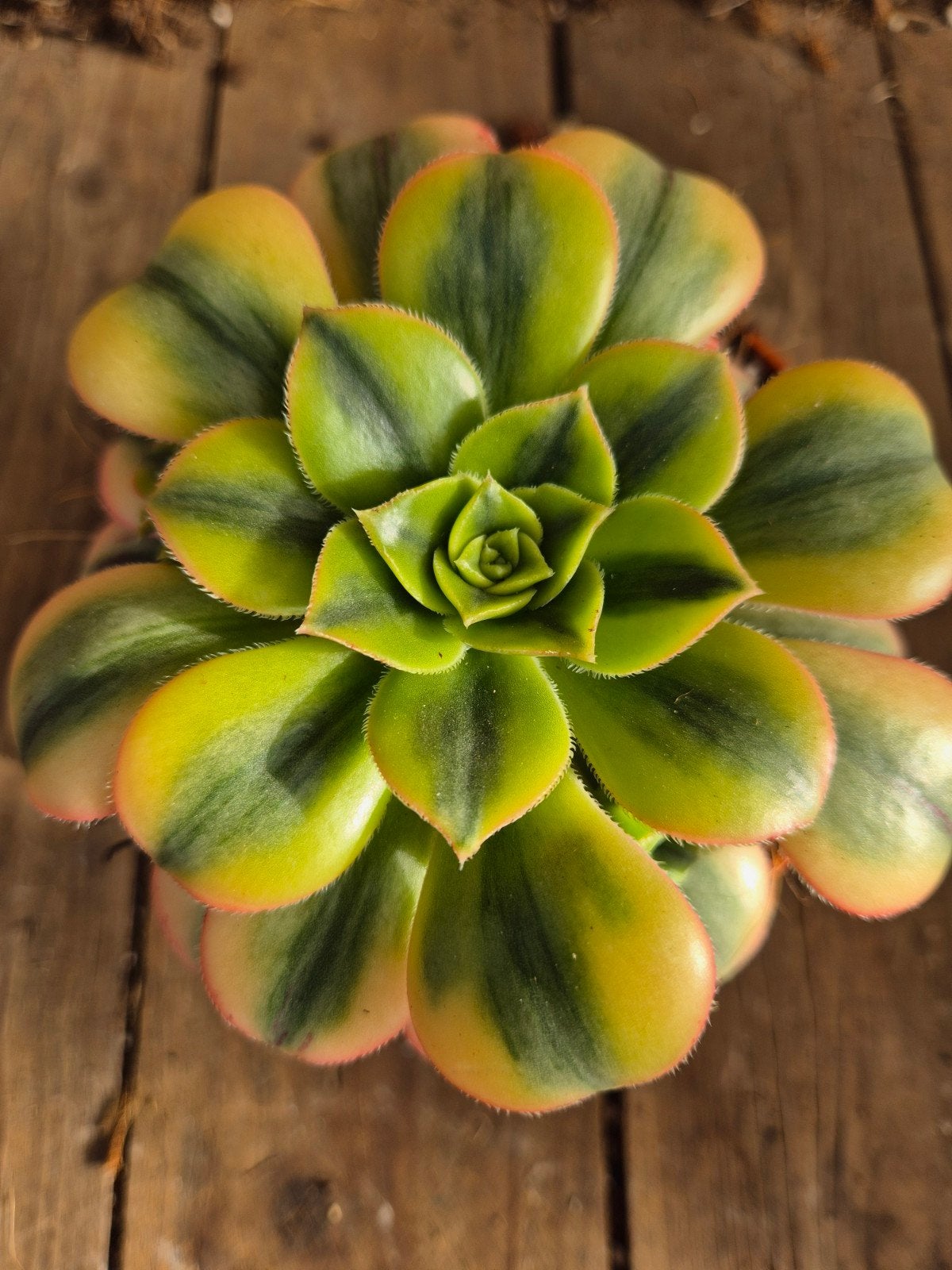 Aeonium p10 (6)