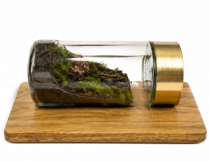 Moss Terrariums, Verzenden, Nieuw