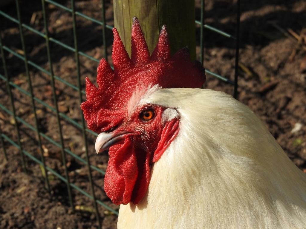 Broedeieren zuivere Poule de Bresse, Dieren en Toebehoren, Pluimvee, Kip, Geslacht onbekend