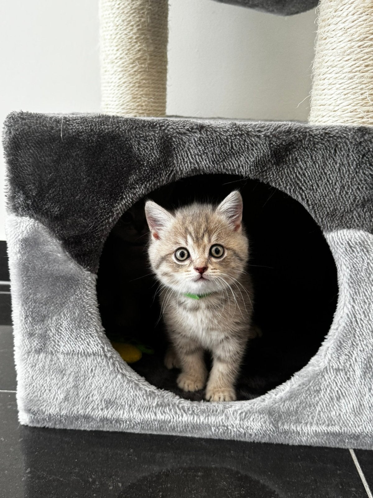 prachtige Britse Korthaar kittens zoeken een liefdevol thuis, Meerdere dieren, Ontwormd, 0 tot 2 jaar