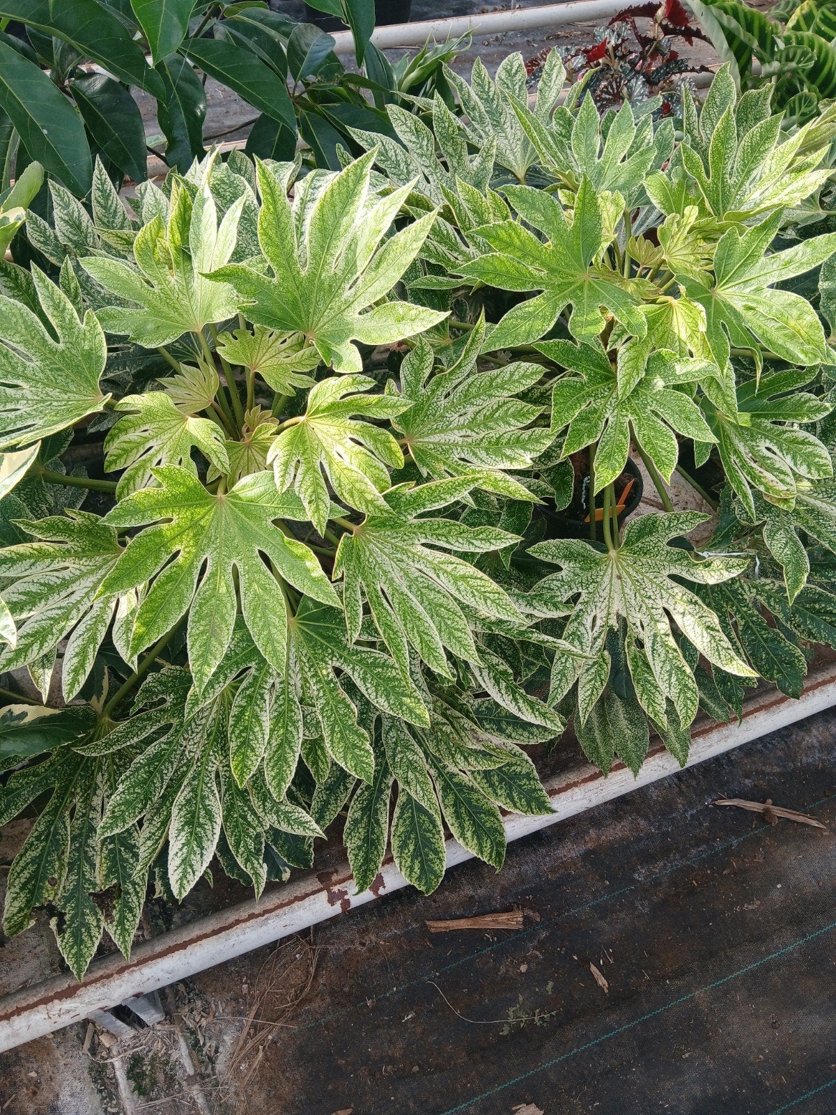 Fatsia spiderweb, Ophalen, Overige soorten, Volle zon