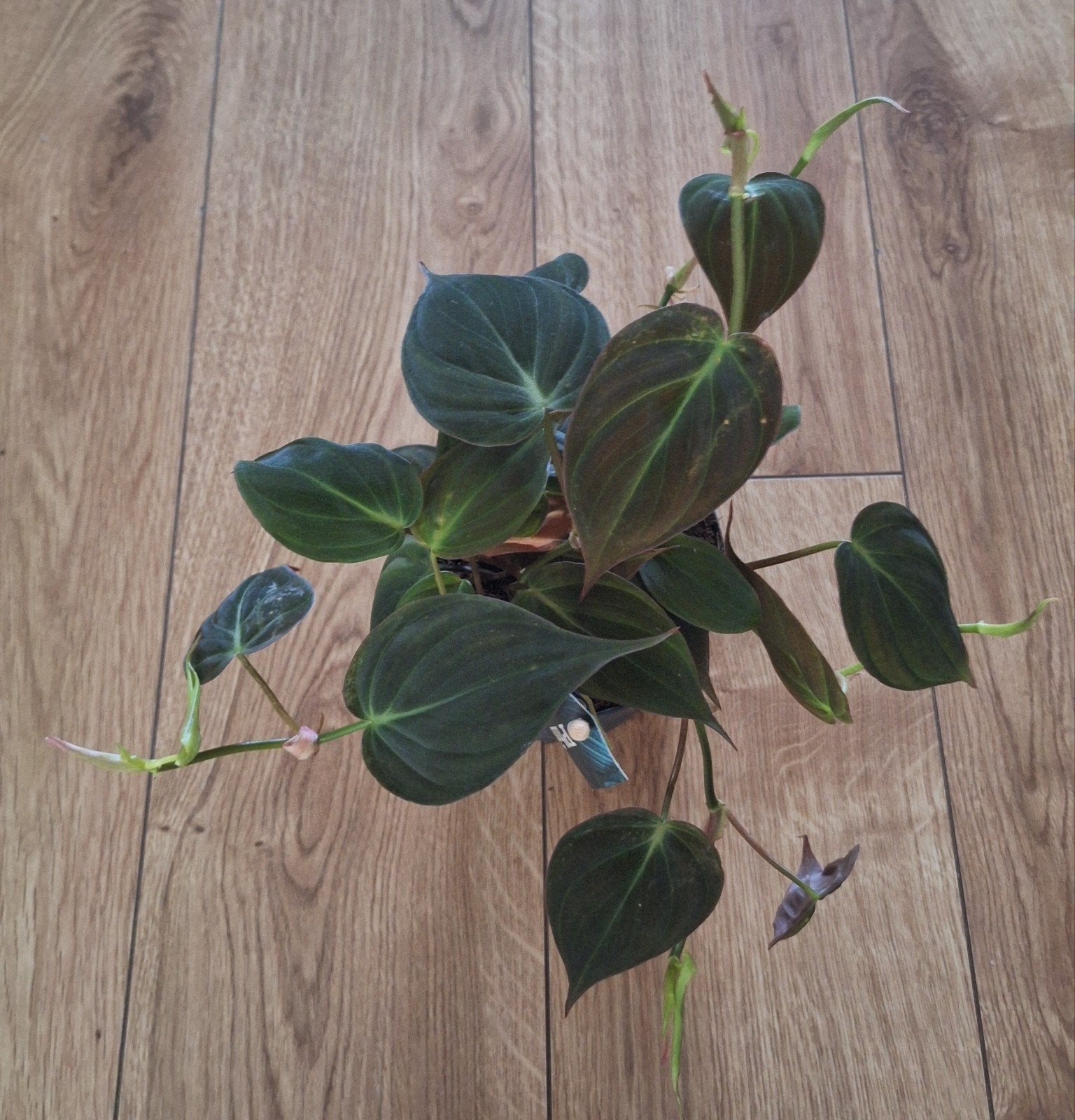 Philodendron scand. Micans, Ophalen, Halfschaduw, Minder dan 100 cm