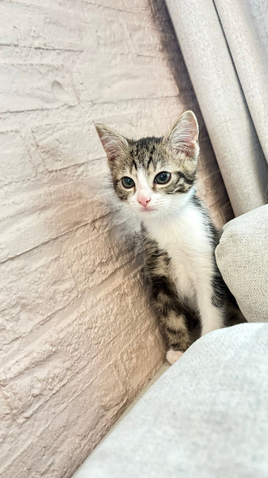 Lief mannetje kitten