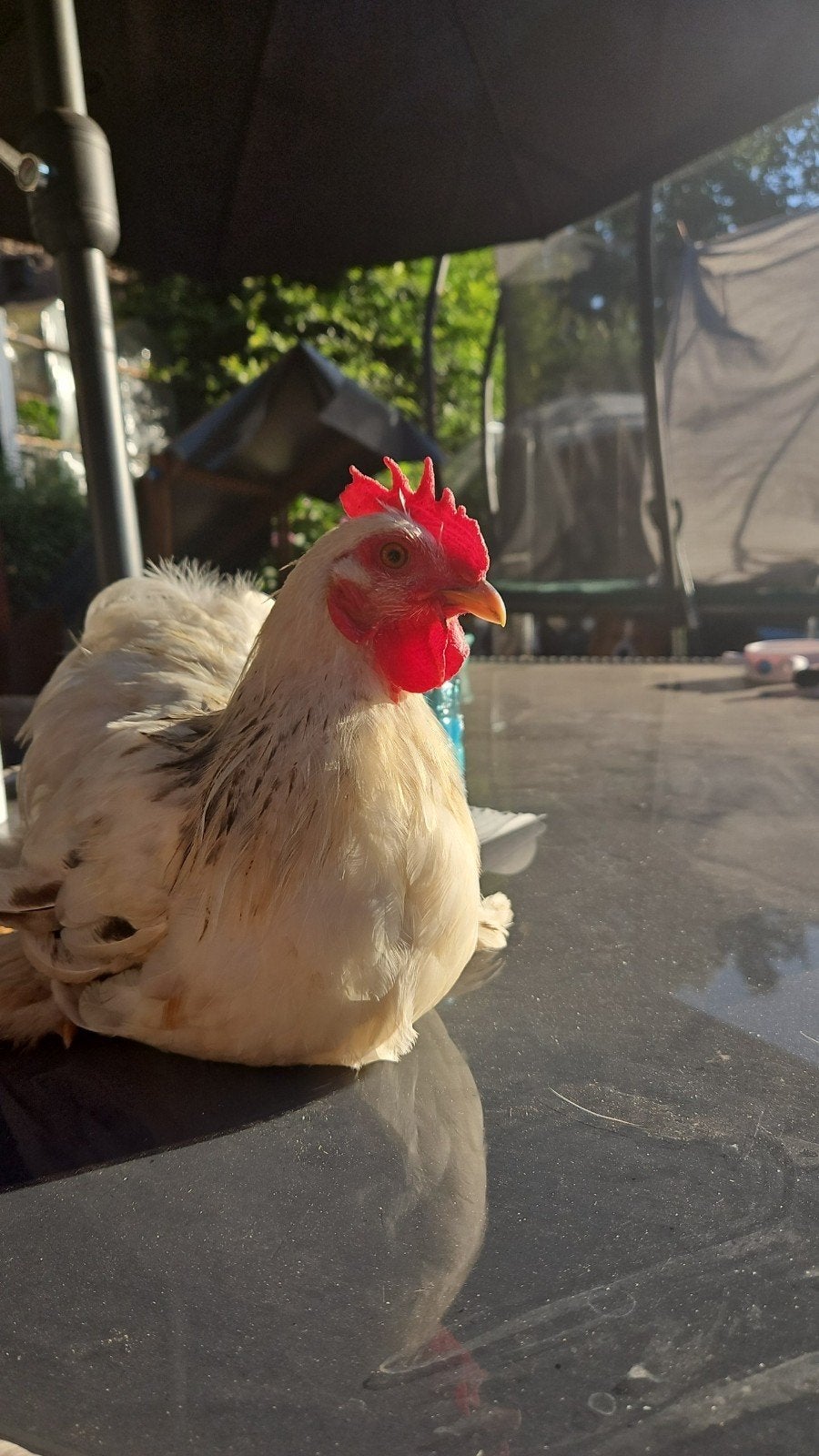 GRATIS Cochin haan, Dieren en Toebehoren, Mannelijk, Kip