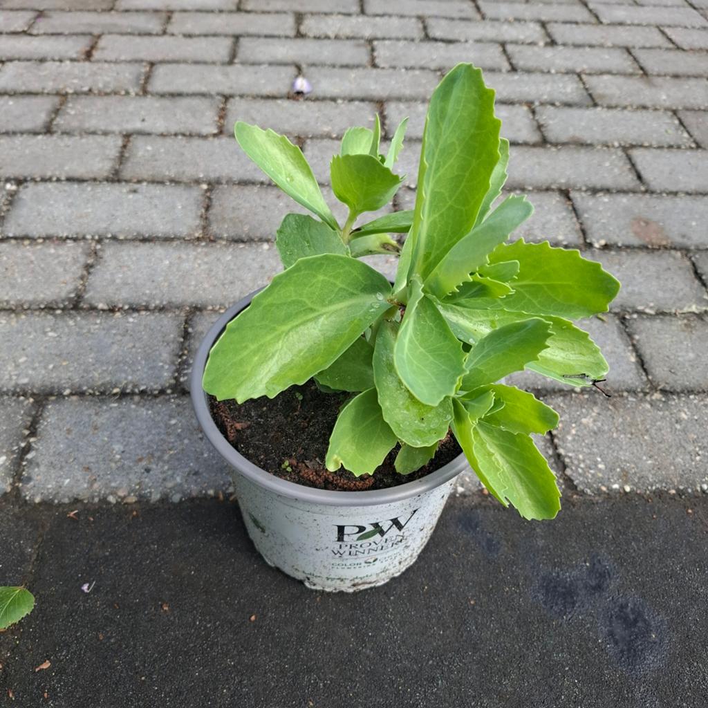 2x Hemelsleutel te koop €1,- per stuk, Ophalen, Volle zon