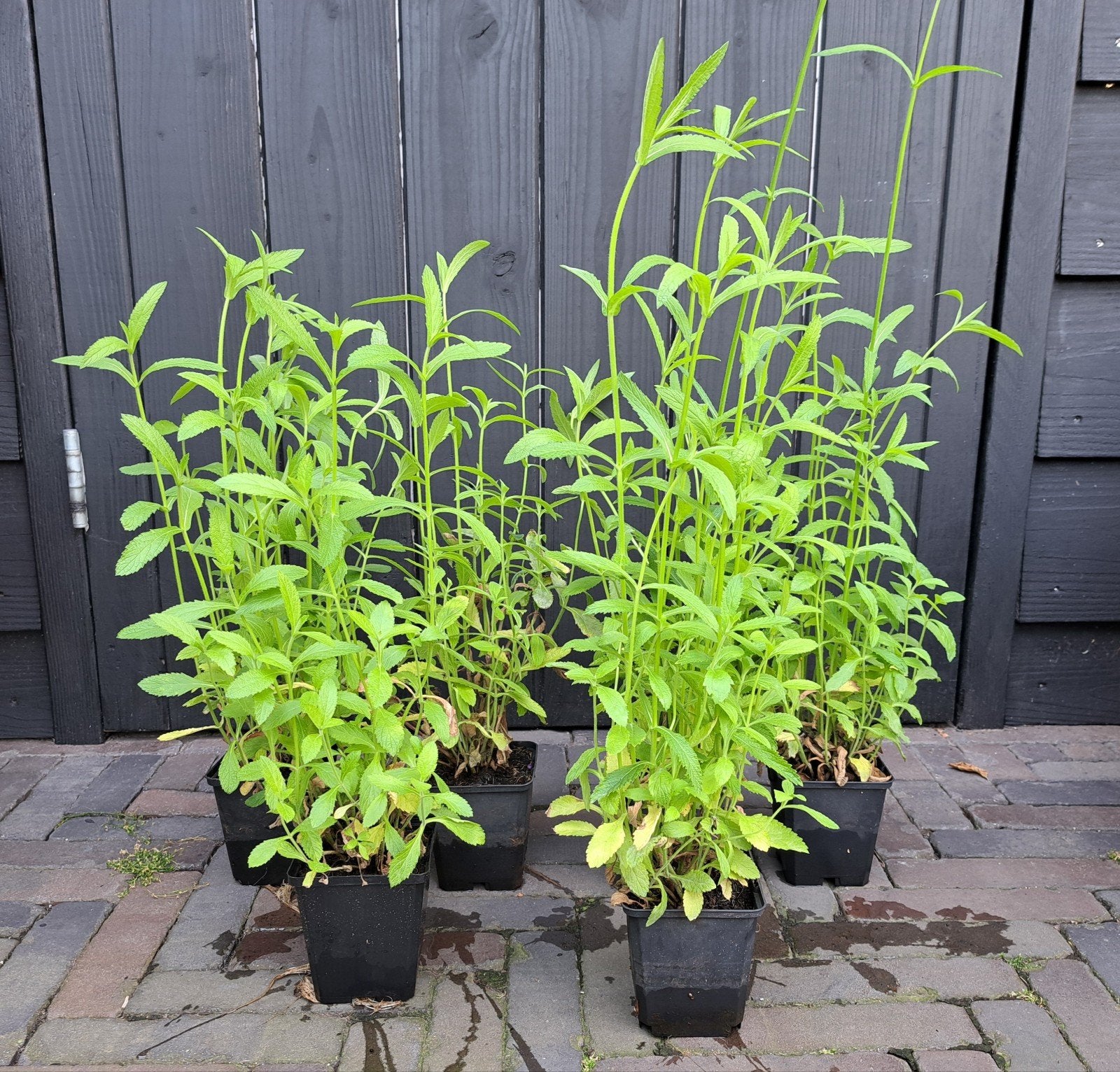 Verbena bonariensis -IJzerhard, Ophalen, Overige soorten, Minder dan 100 cm