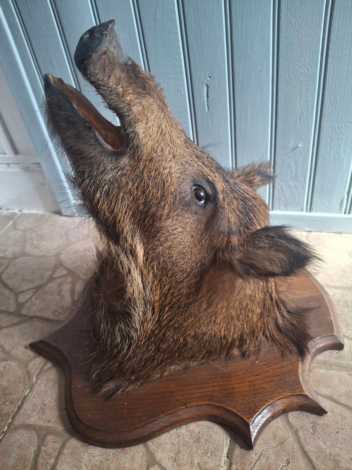 Opgezette (jong) Wild Zwijn kop - taxidermie, Ophalen, Gebruikt, Wild dier, Opgezet dier