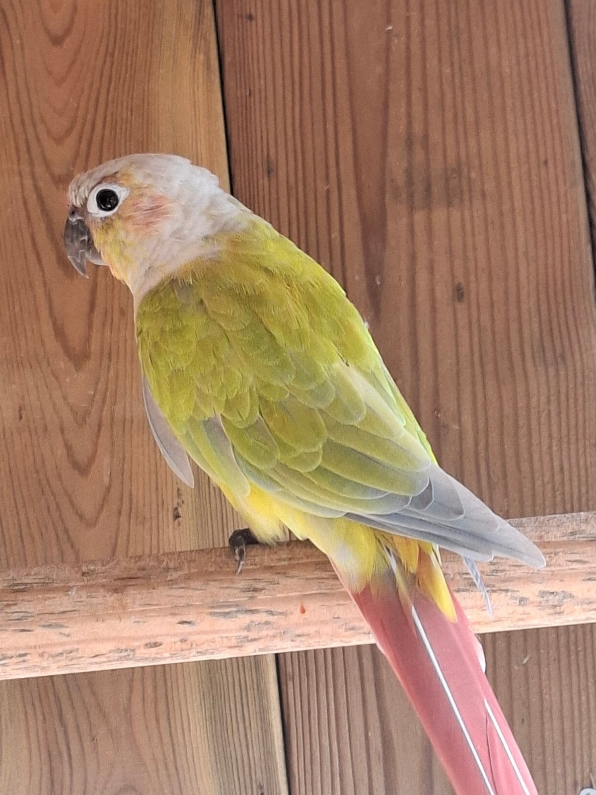 pyrrhura koppel, Dieren en Toebehoren