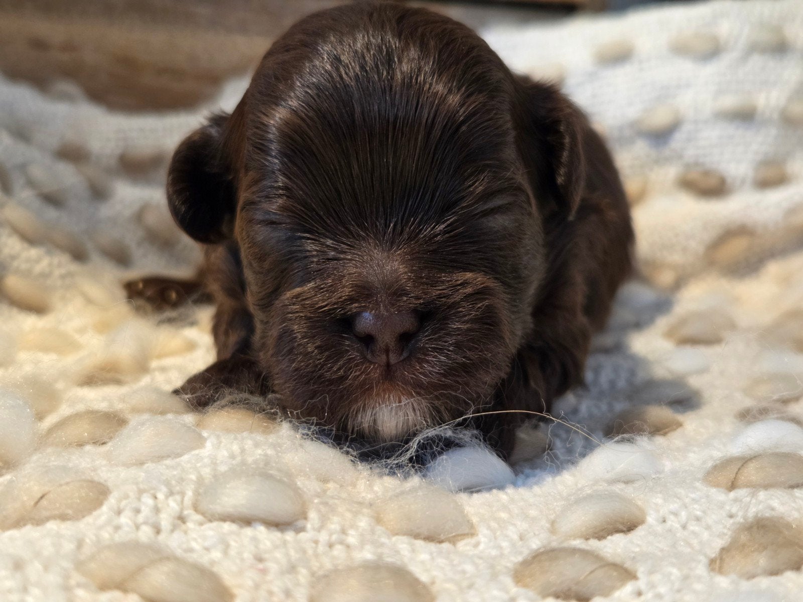 mooie choco shihpoo ️shih tzu toypoedel pups, 8 tot 15 weken, Meerdere, Meerdere dieren, Nederland
