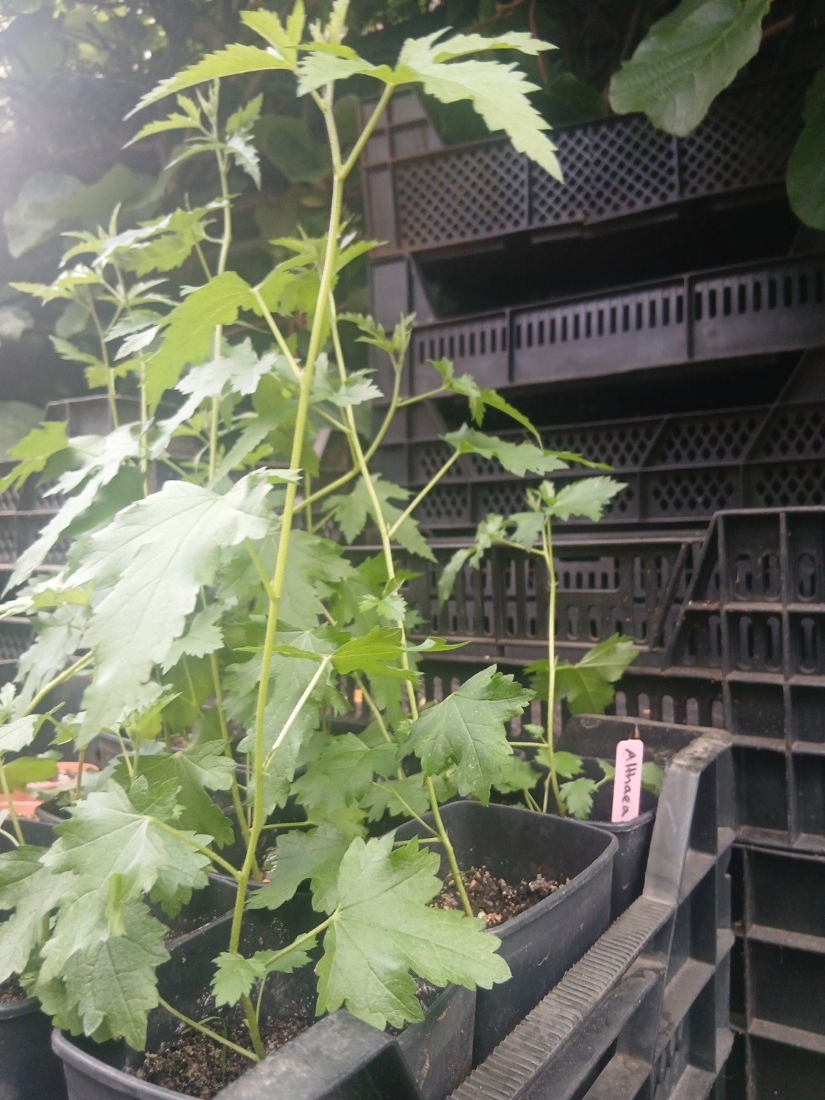 Altheae cannabina planten t koop, biologisch, Tuin en Terras, Planten | Bomen, Ophalen, Volle zon, Overige soorten, Minder dan 100 cm