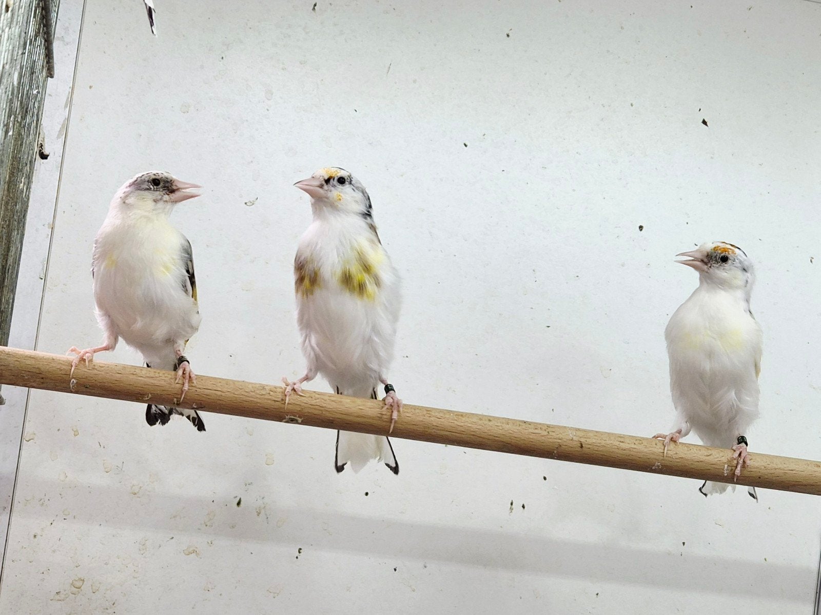 majoor putters 2026, Dieren en Toebehoren, Vogels | Overige Vogels, Meerdere dieren, Wildzangvogel, Geringd
