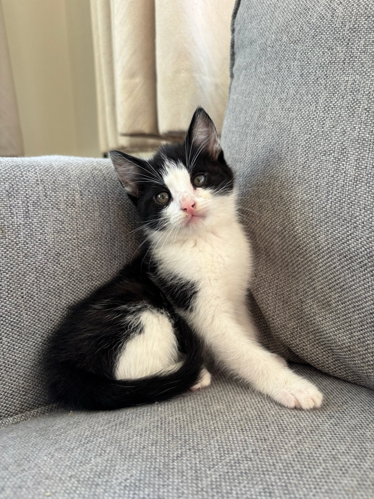 Kittens