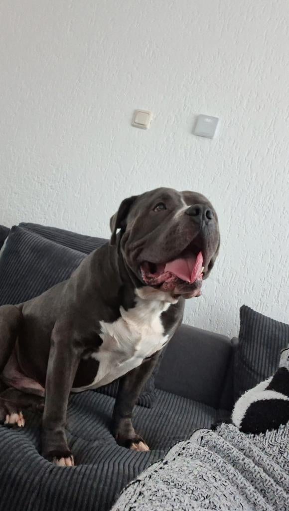 American bully xl 4 jaar met abkc registratie en paspoort, Dieren en Toebehoren, Honden | Bulldogs, Pinschers en Molossers, Reu