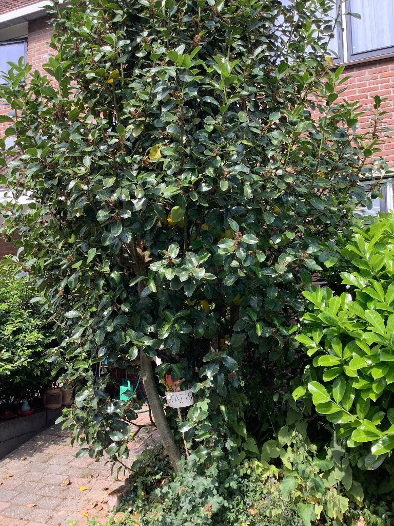 Gratis Hulst - achtige boom/struik., Tuin en Terras, Ophalen, Hulst, Struik, 100 tot 250 cm
