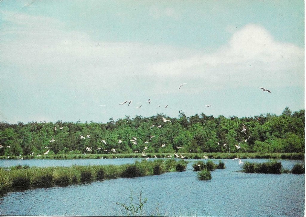 Havelte- -Meeuwenkolonie., Ophalen of Verzenden, 1960 tot 1980, Gelopen, Drenthe
