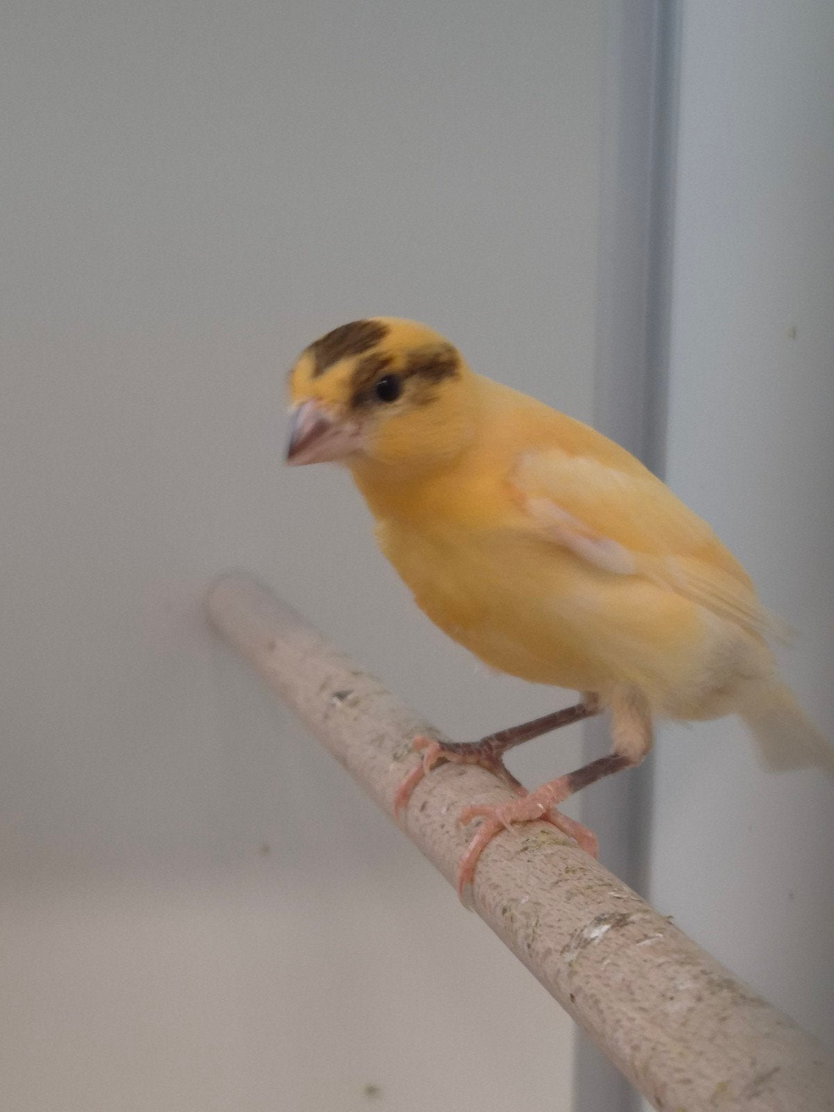 Ruime keuze jonge kanaries, Dieren en Toebehoren, Vogels | Kanaries, Meerdere dieren, Kleurkanarie