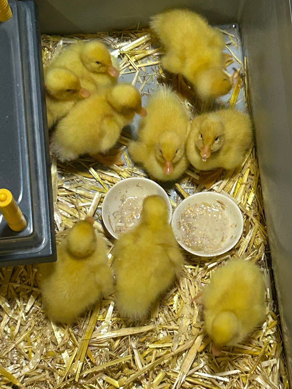 Pulletjes eend kruising loopeend wit, Dieren en Toebehoren, Geslacht onbekend, Tam
