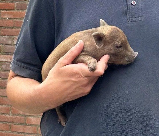 Gottinger biggentjes en varkentjes..., Meerdere dieren, Varken, 0 tot 2 jaar