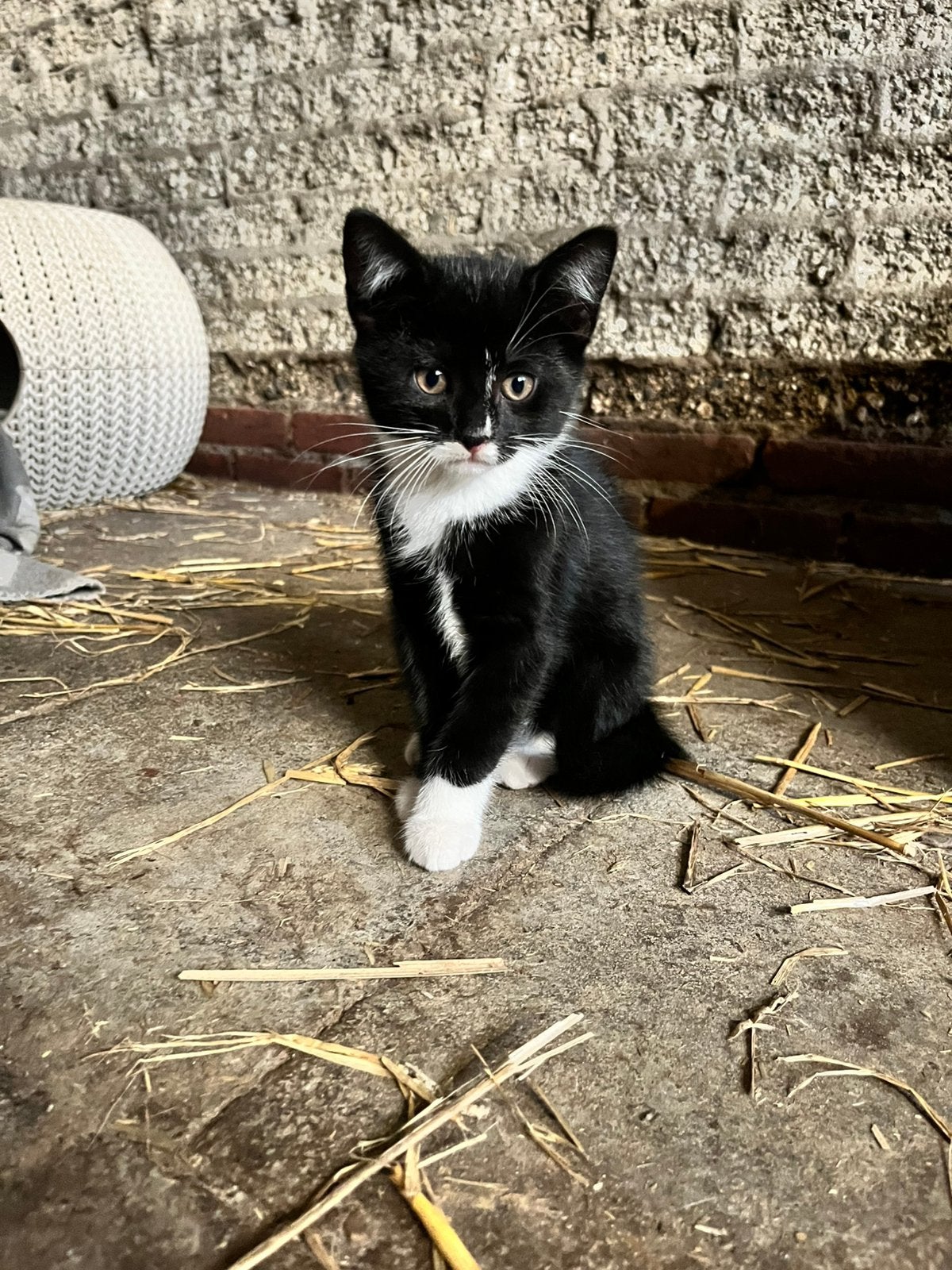 Boerderij kittens, Dieren en Toebehoren, Meerdere dieren