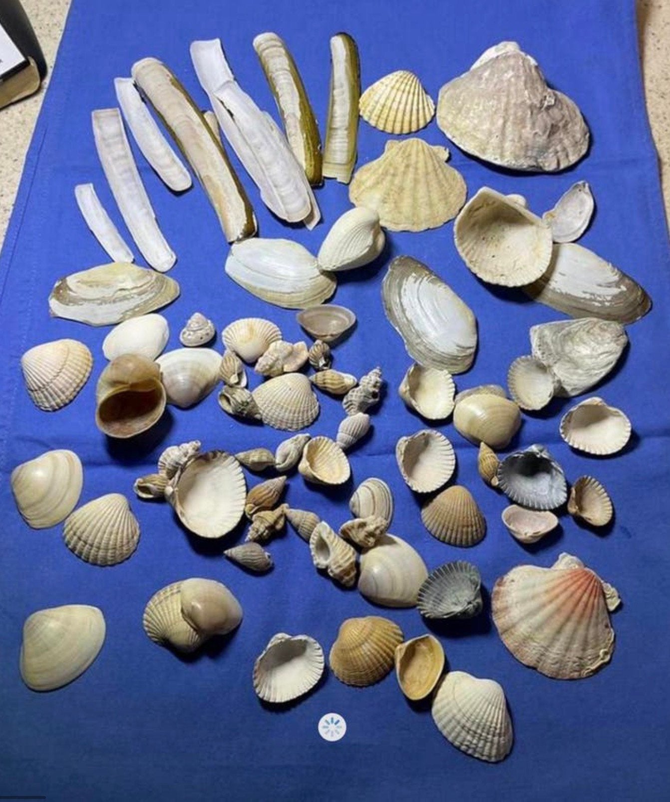 Verzameling schelpen, Verzamelen, Mineralen en Fossielen, Ophalen of Verzenden