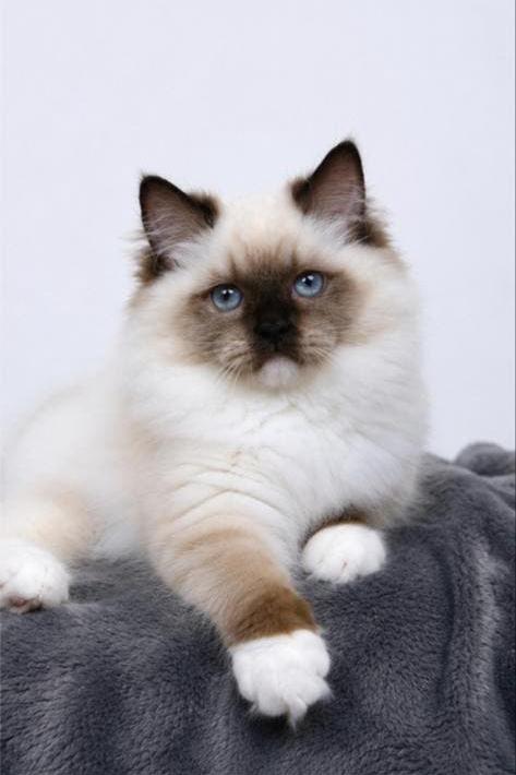 Ragdoll poesje met stamboom, Poes, Met stamboom