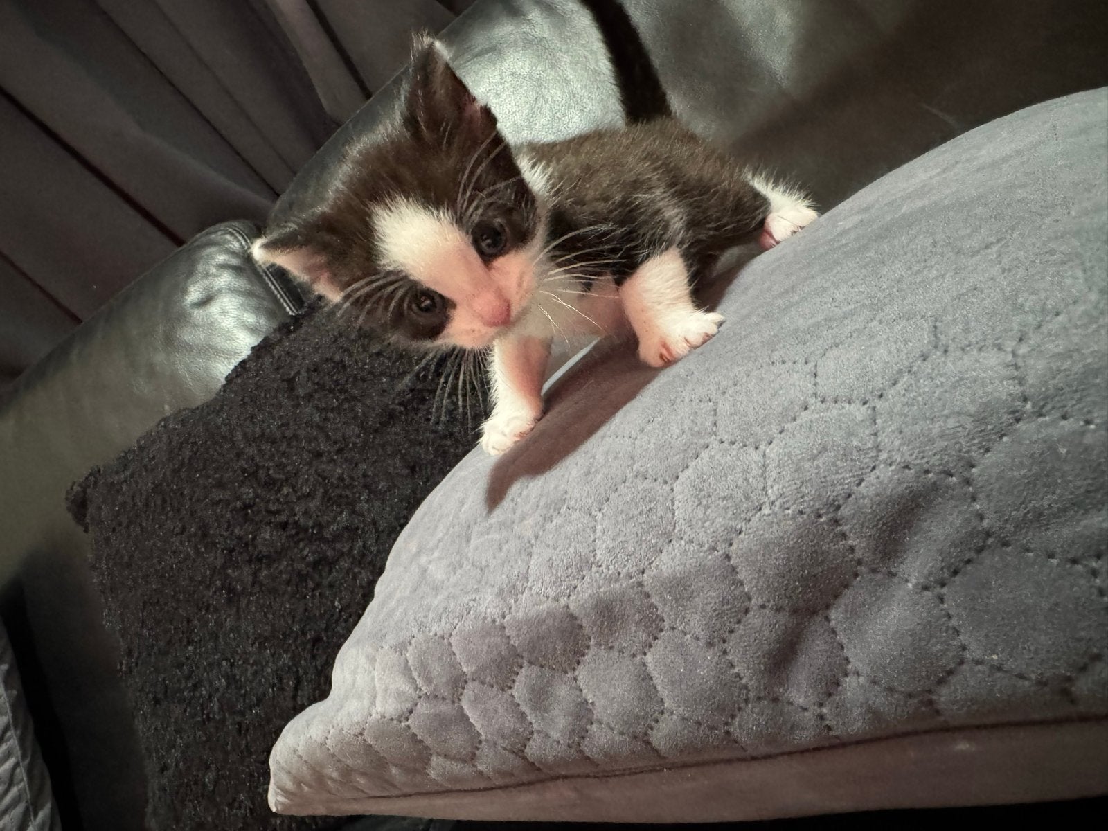 Kittens, Dieren en Toebehoren, Meerdere dieren