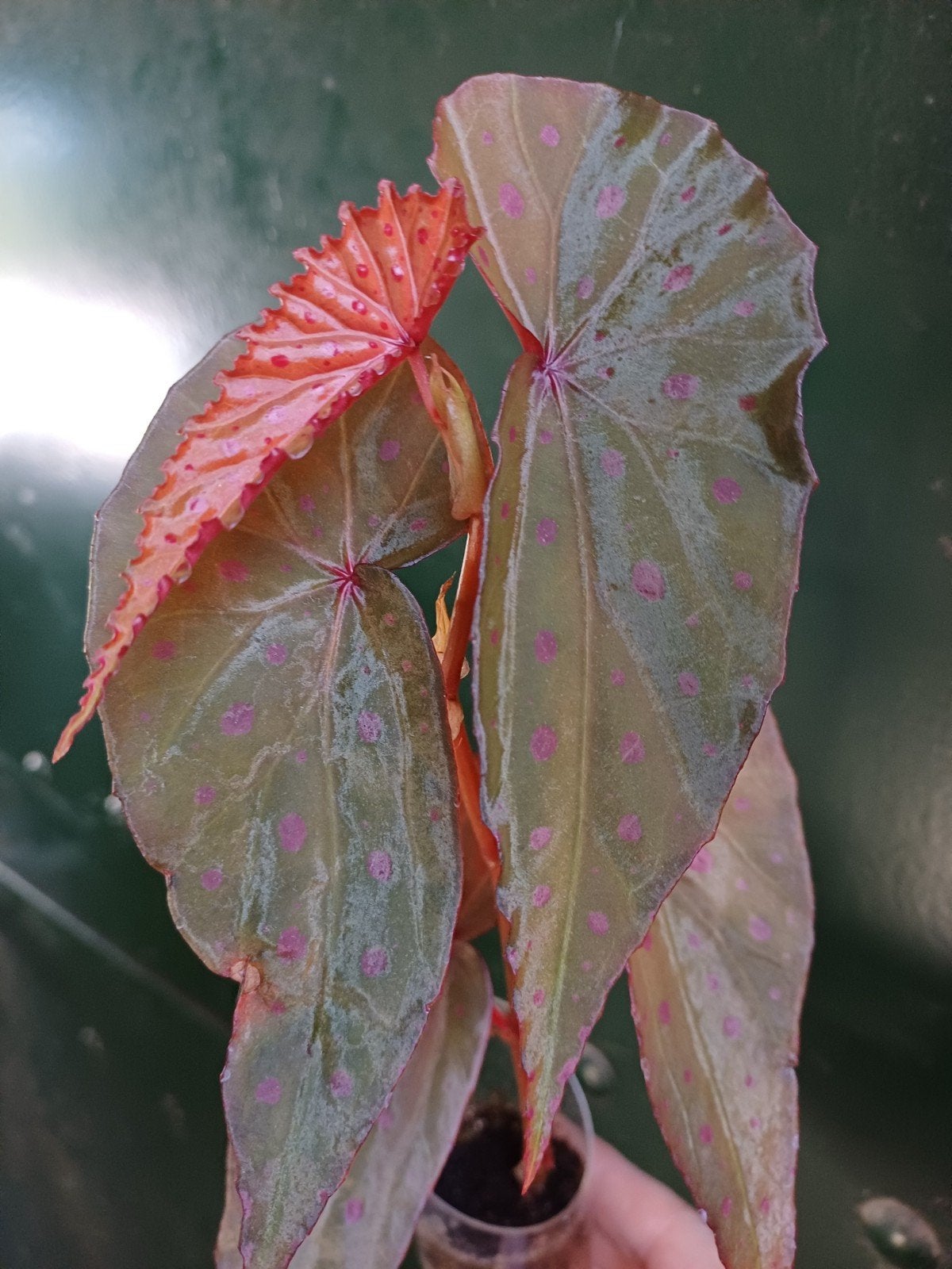 Begonia Malachosticta, Ophalen of Verzenden, Halfschaduw, Minder dan 100 cm