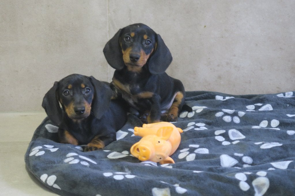 Black and tan korthaar dwerg Teckel pups, Dieren en Toebehoren, Parvo, Nederland, Reu, 8 tot 15 weken