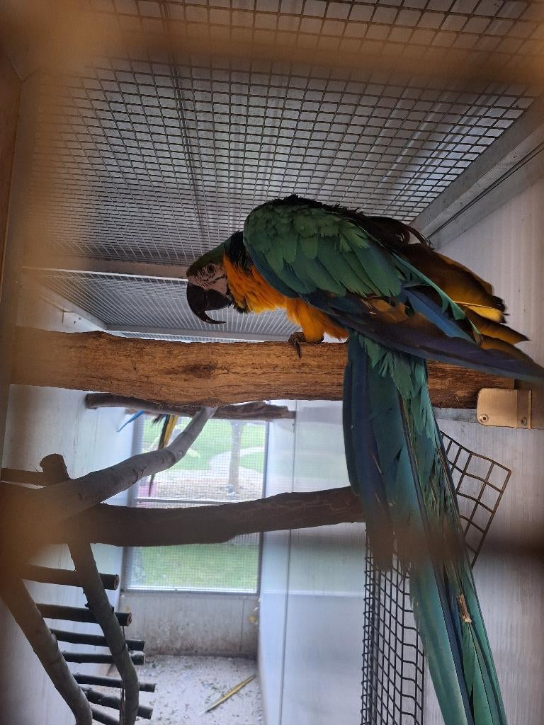 Blauw gele ara pop, Dieren en Toebehoren, Vrouwelijk, Papegaai, Tam
