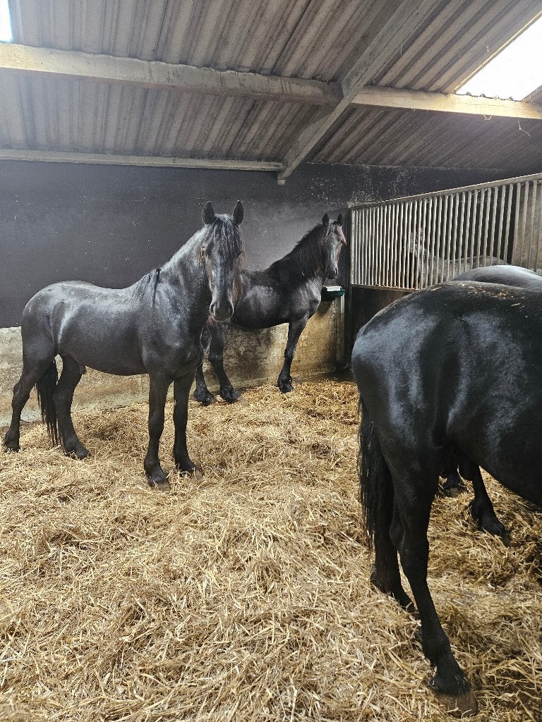 Opfok friese veulens / hengsten, Dieren en Toebehoren, Opfok