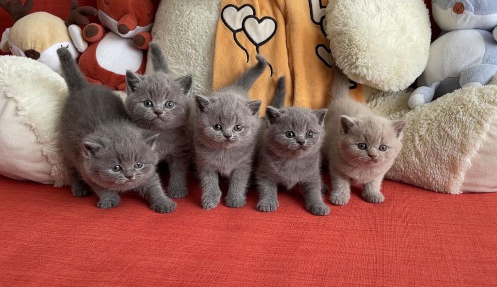 TOP Brits Korthaar kittens beschikbaar, Meerdere dieren, Met stamboom, 0 tot 2 jaar