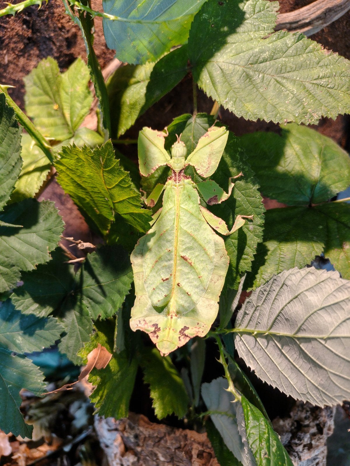 Phyllium giganteum nimfen te koop (psg 72)