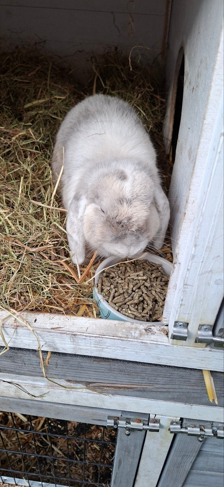 hangoor konijn., Mannelijk, Middelgroot, Hangoor, 0 tot 2 jaar