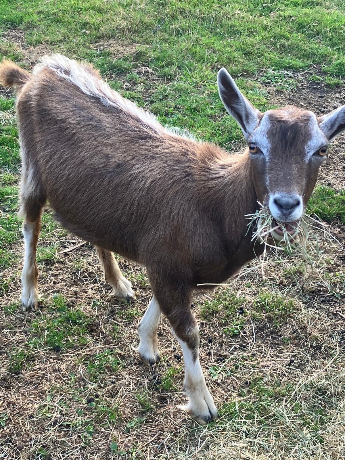 Te koop geiten, Dieren en Toebehoren, Meerdere dieren, Geit, 0 tot 2 jaar