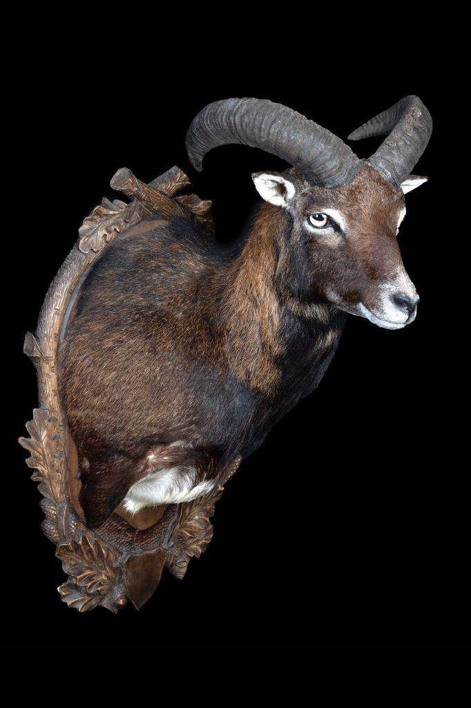 Polish Mouflon Taxidermie, Verzamelen, Dierenverzamelingen, Ophalen of Verzenden, Zo goed als nieuw, Overige soorten, Opgezet dier