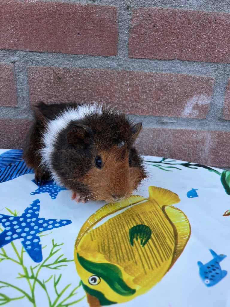 Lieve cavia te koop, Cavia, April, Mannelijk, Tam